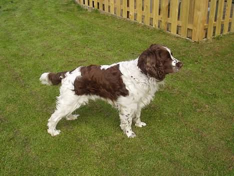 Engelsk springer spaniel Basse billede 3