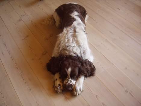 Engelsk springer spaniel Basse billede 4
