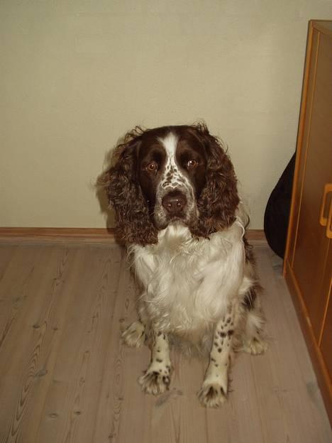 Engelsk springer spaniel Basse billede 5