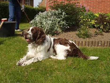 Engelsk springer spaniel Basse - Basse nyder solen billede 6