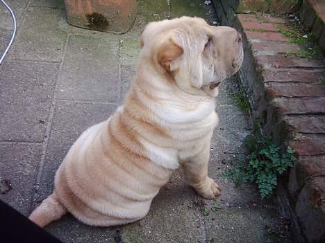 Shar pei China House Best Boy Beau billede 1