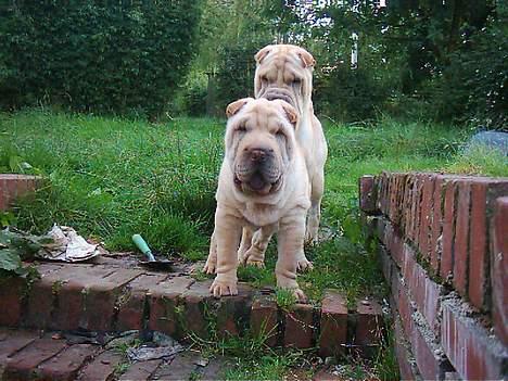 Shar pei China House Best Boy Beau billede 2
