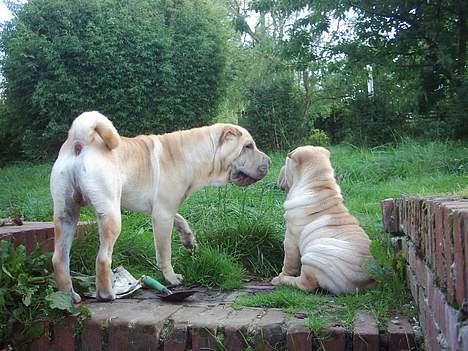 Shar pei China House Best Boy Beau billede 3