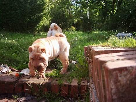 Shar pei China House Best Boy Beau billede 4