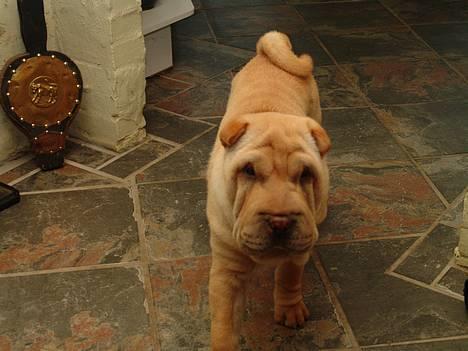 Shar pei China House Best Boy Beau billede 5