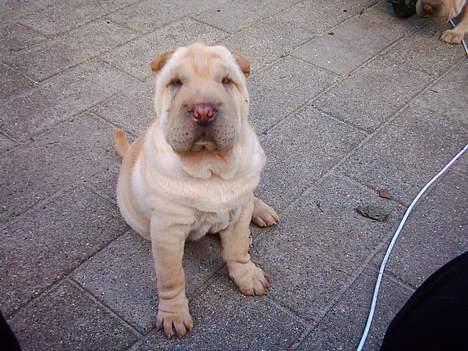 Shar pei China House Best Boy Beau billede 6