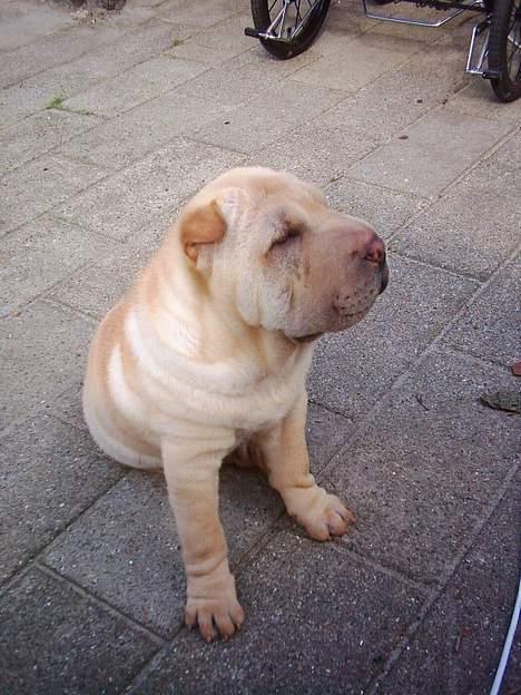Shar pei China House Best Boy Beau billede 7