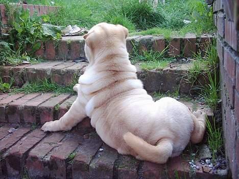 Shar pei China House Best Boy Beau billede 8