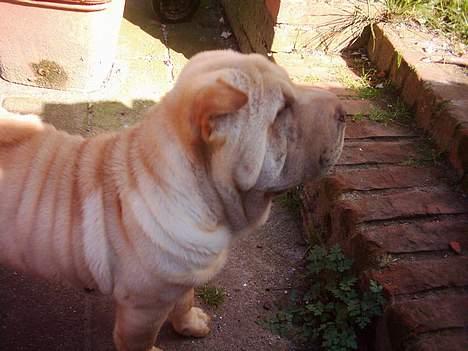Shar pei China House Best Boy Beau billede 9