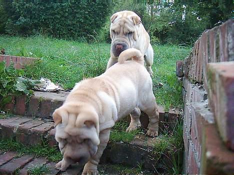 Shar pei China House Best Boy Beau billede 10