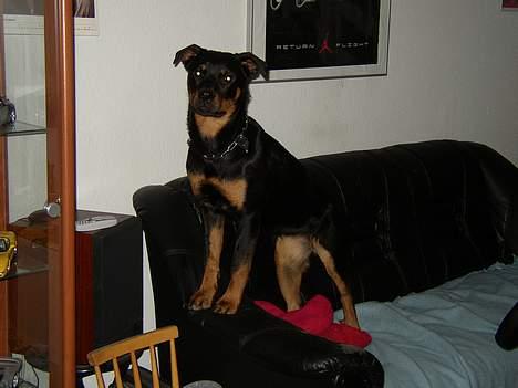 Rottweiler Nala ***R.I.P.*** - Ca. 1 år gammel, hun vil ha´ en bamse som ligger oven på skabet billede 4