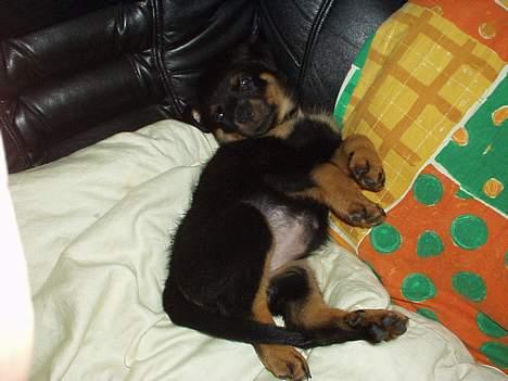 Rottweiler Nala ***R.I.P.*** - Sleepyhead billede 5