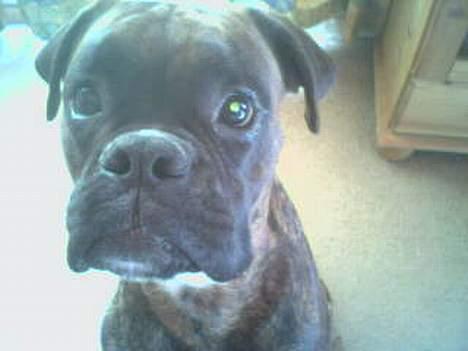 Boxer Ozzy billede 1