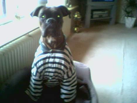 Boxer Ozzy billede 2
