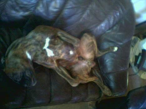 Boxer Ozzy billede 3