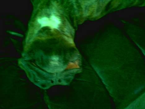 Boxer Ozzy billede 4