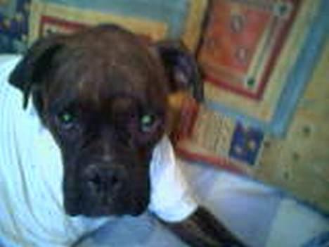 Boxer Ozzy billede 5
