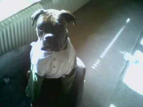 Boxer Ozzy billede 6