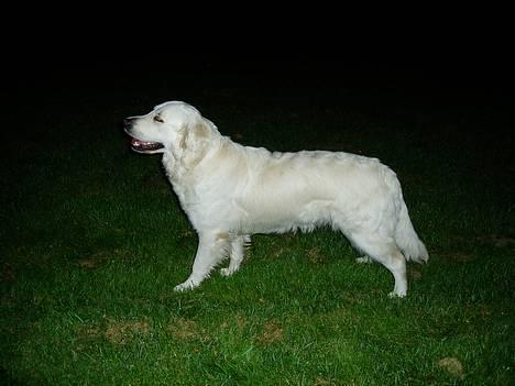 Golden retriever Malou - Solen er sQ skab billede 1