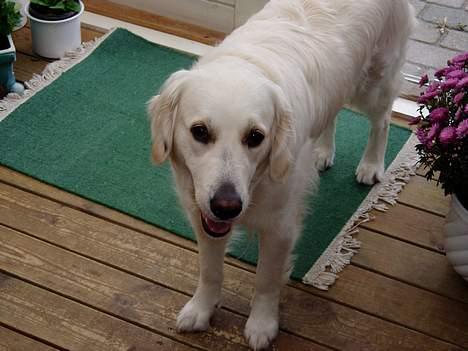 Golden retriever Malou billede 6