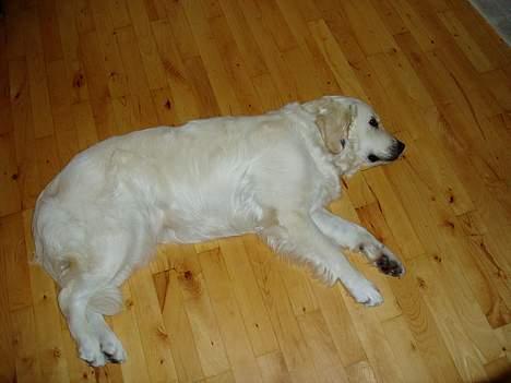 Golden retriever Malou billede 4