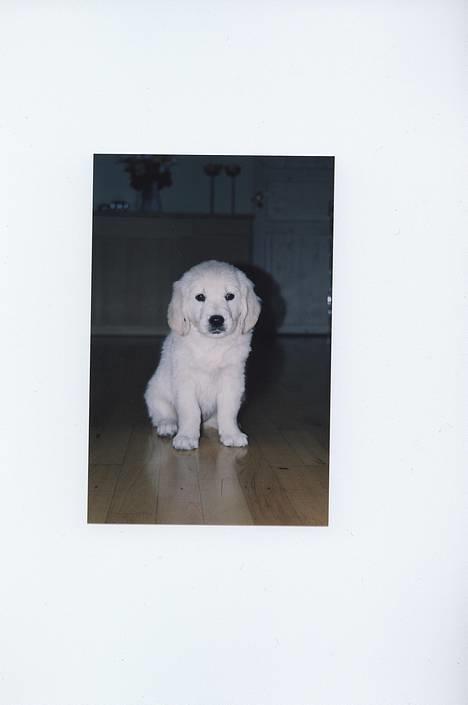 Golden retriever Malou billede 3