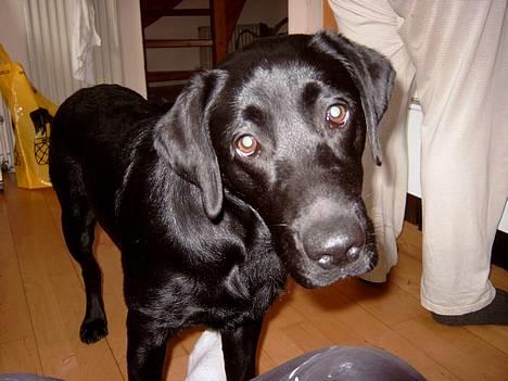 Labrador retriever Nanna - 5/10 nu er jeg næsten 7 mdr, og stadigvæk dejlig ikk!!!! billede 9