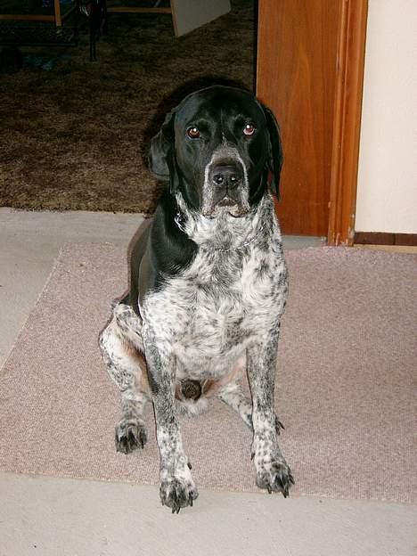 Blanding af racer Balder - Balder har fundet en lille plet gulvtæppe på betongulvet, man sku jo nødig fryse numsen... billede 1