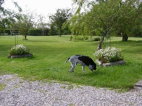 Blanding af racer Balder - hmm mon der er noget spændende i blomsterbedet billede 2