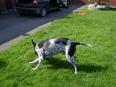 Blanding af racer Balder - Så li en hutig vending... billede 4