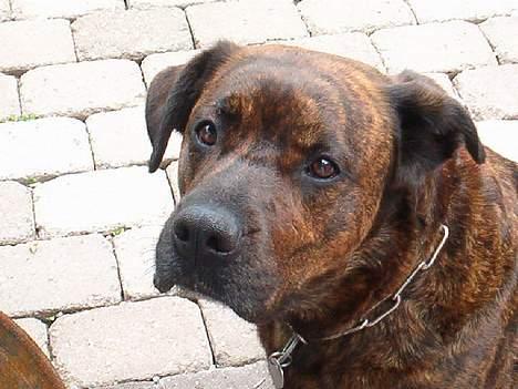 Blanding af racer Bessie billede 1