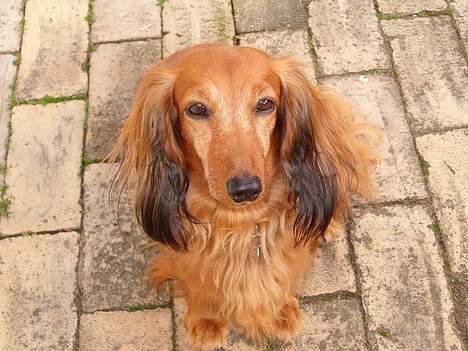 Gravhund Mulle billede 1