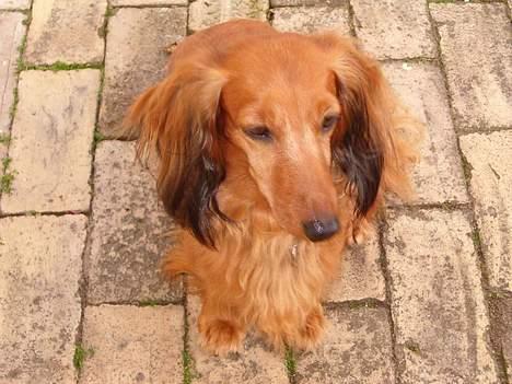 Gravhund Mulle billede 2