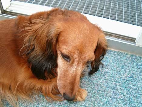 Gravhund Mulle billede 3