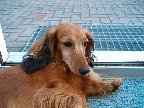 Gravhund Mulle billede 4