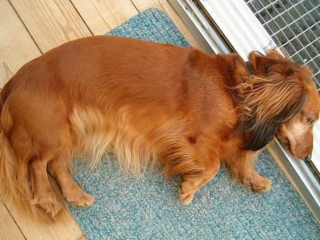 Gravhund Mulle billede 5