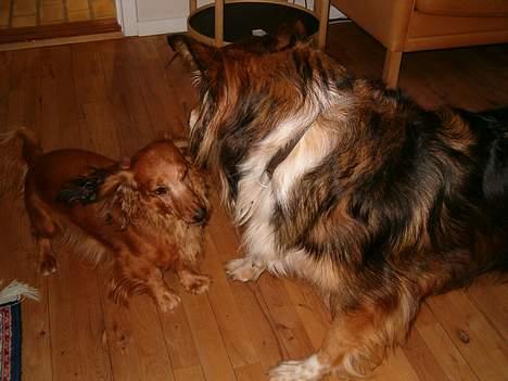 Gravhund Mulle - Mulle leger med sin bedste ven Zitha billede 6