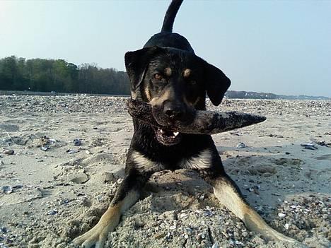 Blanding af racer Tyson *22/2-04 - 10/8-07* - velkommen til min profil... NYT billede 1