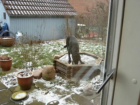 Labrador retriever Nanna - 25-1-05 Nanna på glatis oven på guldfiskedammen billede 10