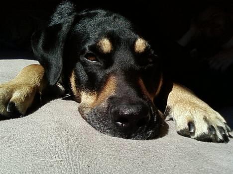 Blanding af racer Tyson *22/2-04 - 10/8-07* - Dovner for groft i sengen....NYT billede 2