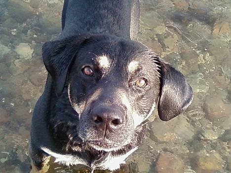 Blanding af racer Tyson *22/2-04 - 10/8-07* - hej. NYT billede 4