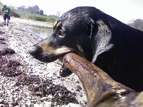 Blanding af racer Tyson *22/2-04 - 10/8-07* - Tyson og hans gudeskønne pind.. NYT. 12/4-07 billede 6