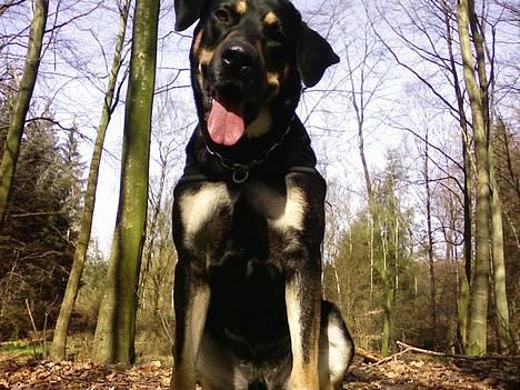 Blanding af racer Tyson *22/2-04 - 10/8-07* - i skoven... billede 7