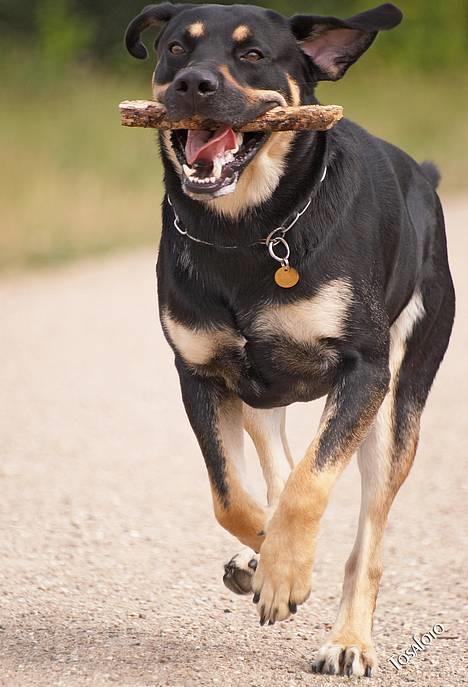 Blanding af racer Tyson *22/2-04 - 10/8-07* - Tosafoto... Elsker pinde  billede 8