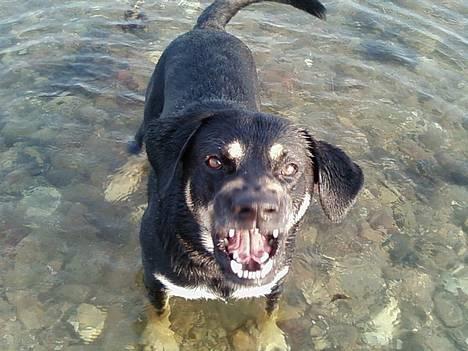 Blanding af racer Tyson *22/2-04 - 10/8-07* - voooooov..JEG VIL LEGE.... NYT billede 10