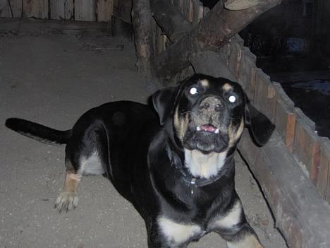 Blanding af racer Tyson *22/2-04 - 10/8-07* - Tyson spiser sand.. hehe..  billede 5