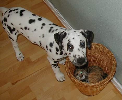 Dalmatiner Dalton - Hvaaa´ nu? - Juli 2004 billede 2