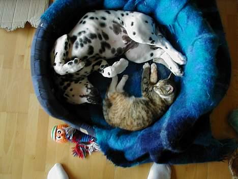 Dalmatiner Dalton - Se hvor fint vi kan sove :) - Juli 2004 billede 3