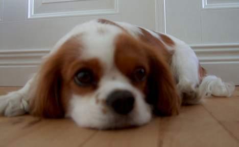 Cavalier king charles spaniel Abby - Hviler sig i stuen. billede 1