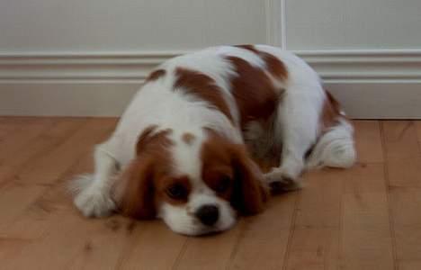 Cavalier king charles spaniel Abby - Hviler sig lidt mere :) billede 2